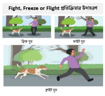 Fight, Freeze or Flight প্রতিক্রিয়া